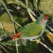 redbrowed firetail