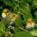 silvereyes