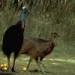 southern cassowary