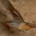 spotted pardalote
