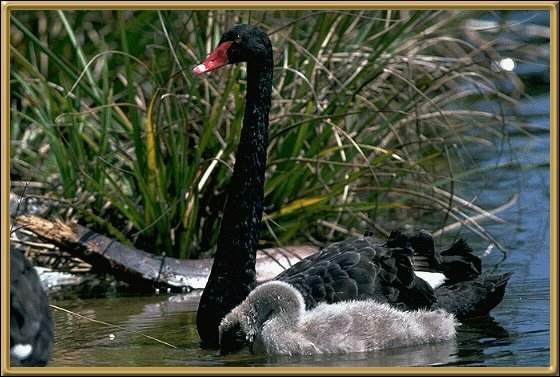 swanbig.jpg (41865 bytes)