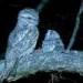 tawny frogmouth