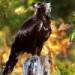 wedge-tailed eagle