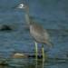 white-faced heron