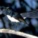 willie wagtail