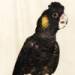 Yellow-tailed Black Cockatoo
