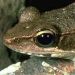 Bullfrog