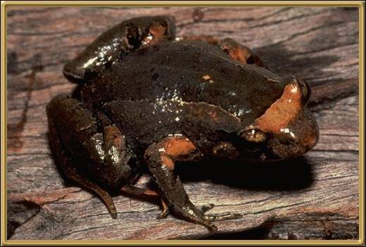 Lea's Frog