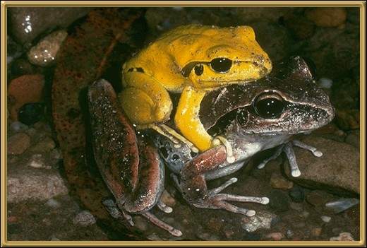 Lesueur's Frog