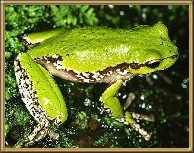 litoria Burrowsii