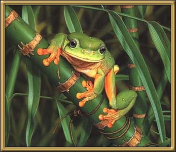 Magnificent Tree Frog