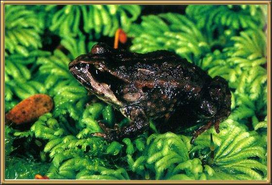 Moss Froglet