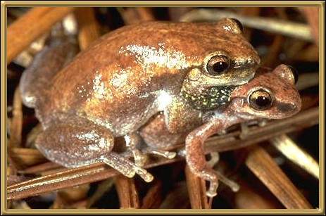 Naked Tree Frog