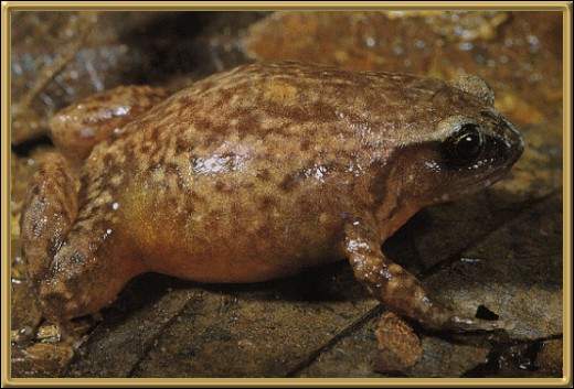 Robust Frog