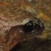 fr21