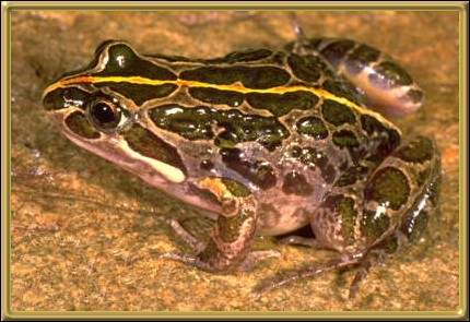 Spotted Marsh Frog