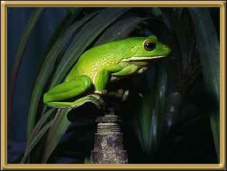White Lipped Tree Frog