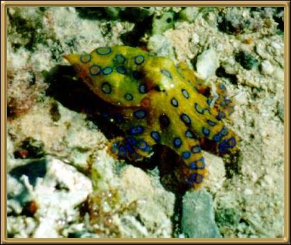 Blue ringed Octopus