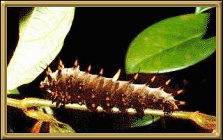Cairns Birdwing Caterpillar