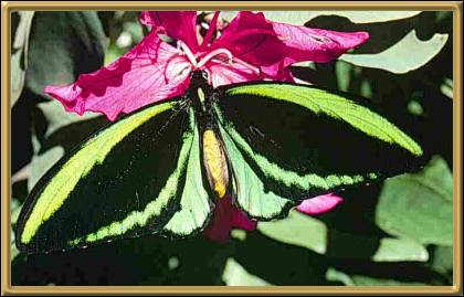 Cairns Birdwing Butterfly