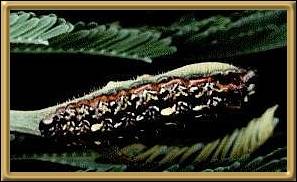 Chlorinda Hairsteak Caterpillar