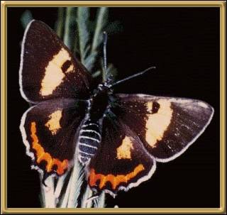 Chlorinda Hairsteak Butterfly