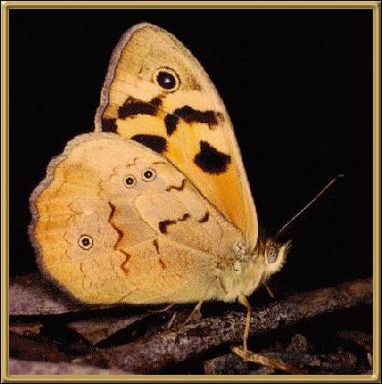 Common  Brown Butterfly