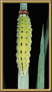 Common Brown Caterpillar