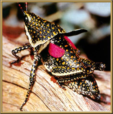 Desert Grasshopper