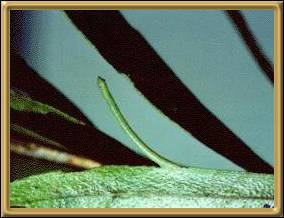 Looper Caterpillar