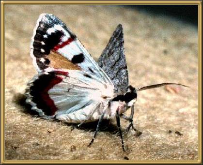 Looper Moth