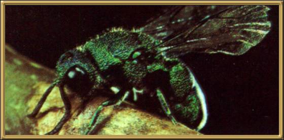 Emerald Cuckoo Wasp