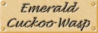 in09lab.jpg (4444 bytes)
