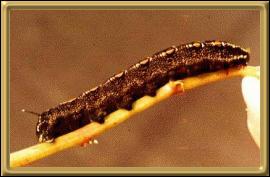 Impatiens Hawk Moth Caterpillar