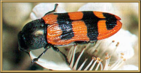 Jewel Shield Beetle