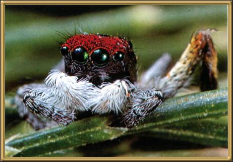 Jumping Spider