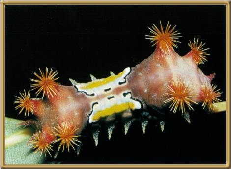 Neola Caterpillar