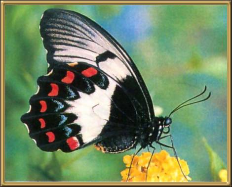 Orchard or Citrus Swallow-tailed Butterfly