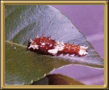 caterpillar