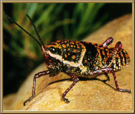 Painted Grasshopper