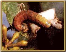 caterpillar