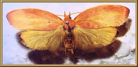 Pink Leaf Moth