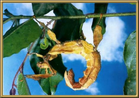 Stick insect