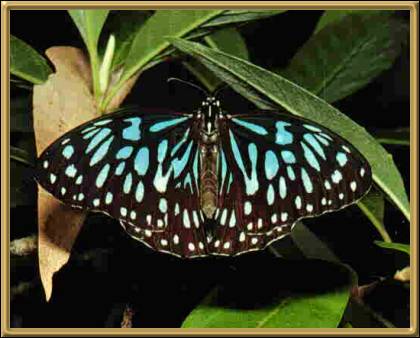 Blue Tiger Butterfly