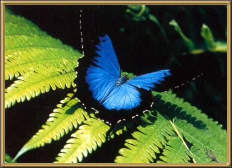 Ulysses Butterfly