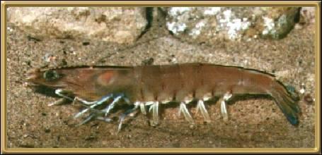 Western King Prawn
