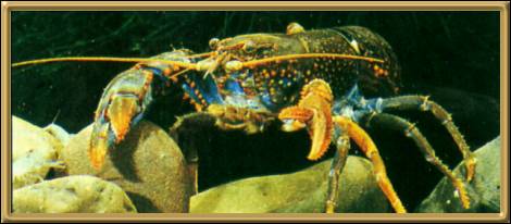 Yabby