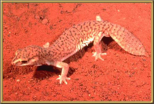 Burrow Plug Gecko