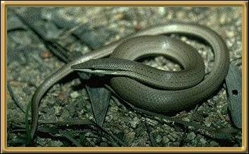 Burton's Legless Lizard