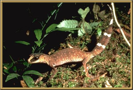 Chameleon Gecko